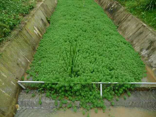 水生植物小苗